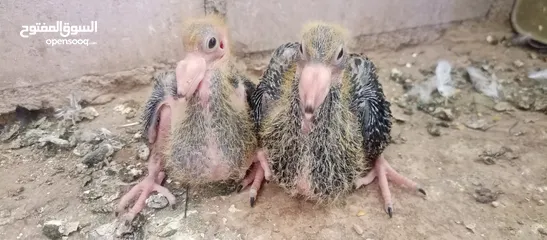  4 جوز جلوفت قراقطه