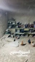  3 حمام للبيع اجنبي اجواز وفي بلدي اكمن حبه مشكل مشاء الله يطرح البركه لاصحاب النصيب