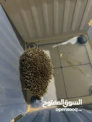  3 قنفذ حجم كبير