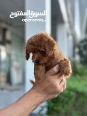  5 Toy poodle