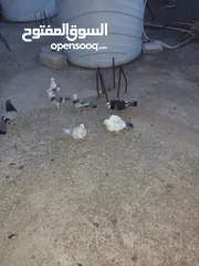  4 حمام .......