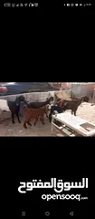  1 معزه للبيع
