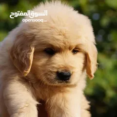  1 جولدن ريتريفر بريطاني آصلي  Golden retriever pure