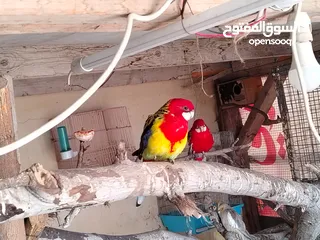  3 ببغاء روزيلا