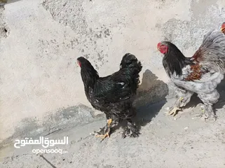  1 جاج براهما