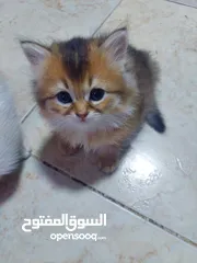  4 قطط جميله منوعه مكس شانشيلا سكوتس فولد مع بلدي