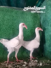  2 جوز مخاليف اول بطن