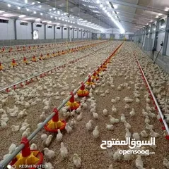  2 مطلوب شريك لمشروع دواجن انتاج دجاج موجود حاليا 12 حظير دجاج و متوفر مساحه ارض لتوسع في مشروع