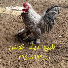  1 ديك كوشن للبيع