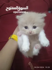  5 beautiful fluffy kitten