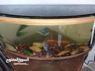  1 ثمن اسماك للبيع