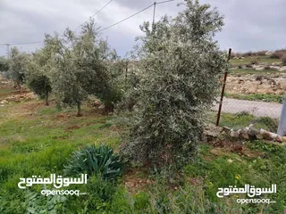  11 مزرعه مع بيت ريفي جاهز حديث مفروش جاهز يصلح مزرعه او سكن ريفي