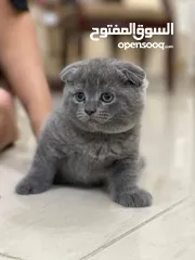  2 British shot hair & Scottish Fold kittens