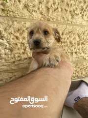  18 ‎ للبيع: جراء شيواوا صغيرة الحجم – شكل فاخر