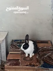  2 ارانب للبيع انثايتين  معاشير وذكر