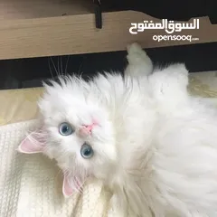  3 قطه شيرازي اصل