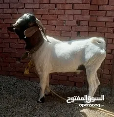  8 جدى طلوقة بور مواصفات جيدة عمر سنتين ونص