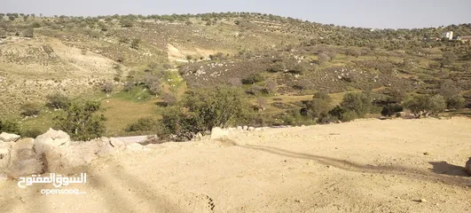  2 العالوك بيرين