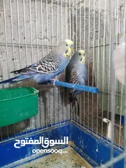  2 جوزين حب كل جوز تحتو 5 فراخ