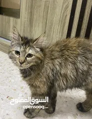  3 قطتين همالايا للتبني عمرهم 9 شهور