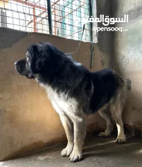  2 (Caucasian shepherd) الراعي القوقازي