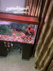  27 حوض سمك اوسكر كامل اغراضو للبيع