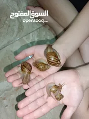  2 حلزون افريقي عملاق African snails