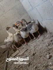  1 وز عدد 5 للبيع بسعر مغري للبيع او للبدل على دجاج