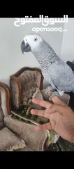  10 ببغاء كاسكو متحدث نمبر ون اليف عجينه محجل حجل فضي بطلع على الايد وما بعض نهائيا شوف الوصف