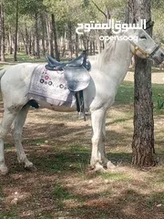  4 الله يبارك لصاحب النصيب