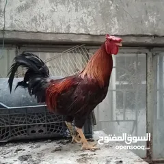  9 دجاج عرب وبشوش مصري