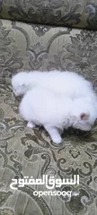  5 قطط ثنين هملاية بيضاء.وانثى سكوتش اصلي بيضاء
