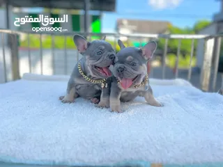  3 French Bulldog Puppies
