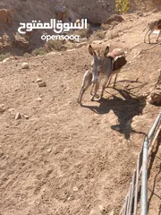  4 جحشه غنم عمرها سنتين ونص ومعاها جحشه عمرها 25 يوم