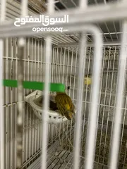  2 يوجد طيور كنار جواز وحبات فلت