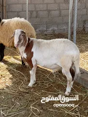  1 كبش تهجين دوبر على سوداني