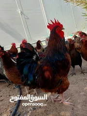  8 بيض بلدي طبيعي العين ابو ظبي 