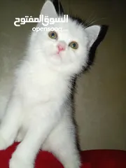  31 قطه كتنز كتن   و بطه عدد 3 بطات   و سلاحف بريه و قطة سيامي كبيره منتجه  تربيه منزليه لقطه كوم هامستر