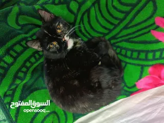  1 Tortie cat for adoption