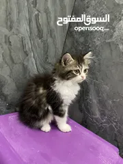  2 Siberian kitten/ cat