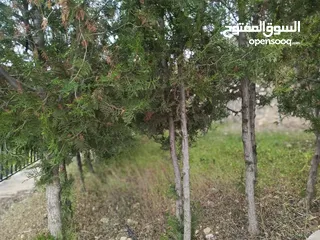  12 مزرعه مع 2 بيت ريفي مخدومه ماء وكهرباء مساحتها 4712