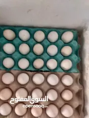  2 دحي مخصب عربي