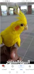  1 مطلوب ذكر كوكتيل لاتينو