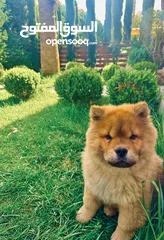  4 كلب تشاو تشاو بيور مميز جدا بسعر مغري   الام والاب وارد اوكرانيا مرفق الصور Chow chow