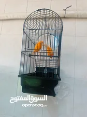  8 قفص ببغاء للبيع /وكنار احمر للبيع