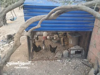  9 قفص للطيور يصلح لجميع الانواع