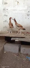  18 مجموعة طيور دجاج باكستاني ميوالي العدد 4  ودجاج دياكه الكوشن  العدد 2 وديك باكستاني ودجاجه باكستانيه