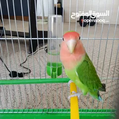  1 ببغاء روز لون مميز
