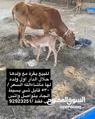  3 للبيع مجموعة ابقار