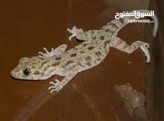  13 مطلوب زواحف و حشرات و حيوانات برمائية لتصوير افلام وثائقية